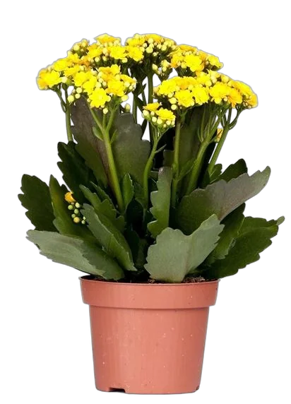 Каланхоэ Каландива желтый - Kalanchoe Calandiva Yellow D12 H25