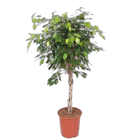 Фикус Бенджамина экзотика косичка - Ficus Be Exotica Twisted Stem D30 H135