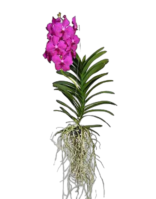 Ванда подвесная - Vanda Exceptional H80
