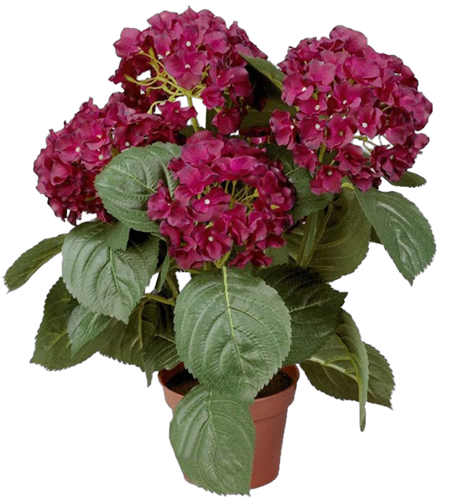 Гидрангия (Гортензия) бордовая - Hydrangea D21 H45