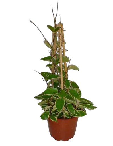 Хойя Карноза Кримсон Кви - Hoya carnosa Krimson Queen D25 H80