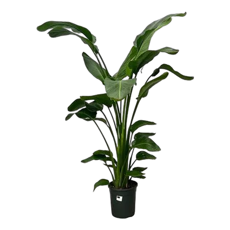 Стрелиция Николай - Strelitzia Nicolai D24 H140