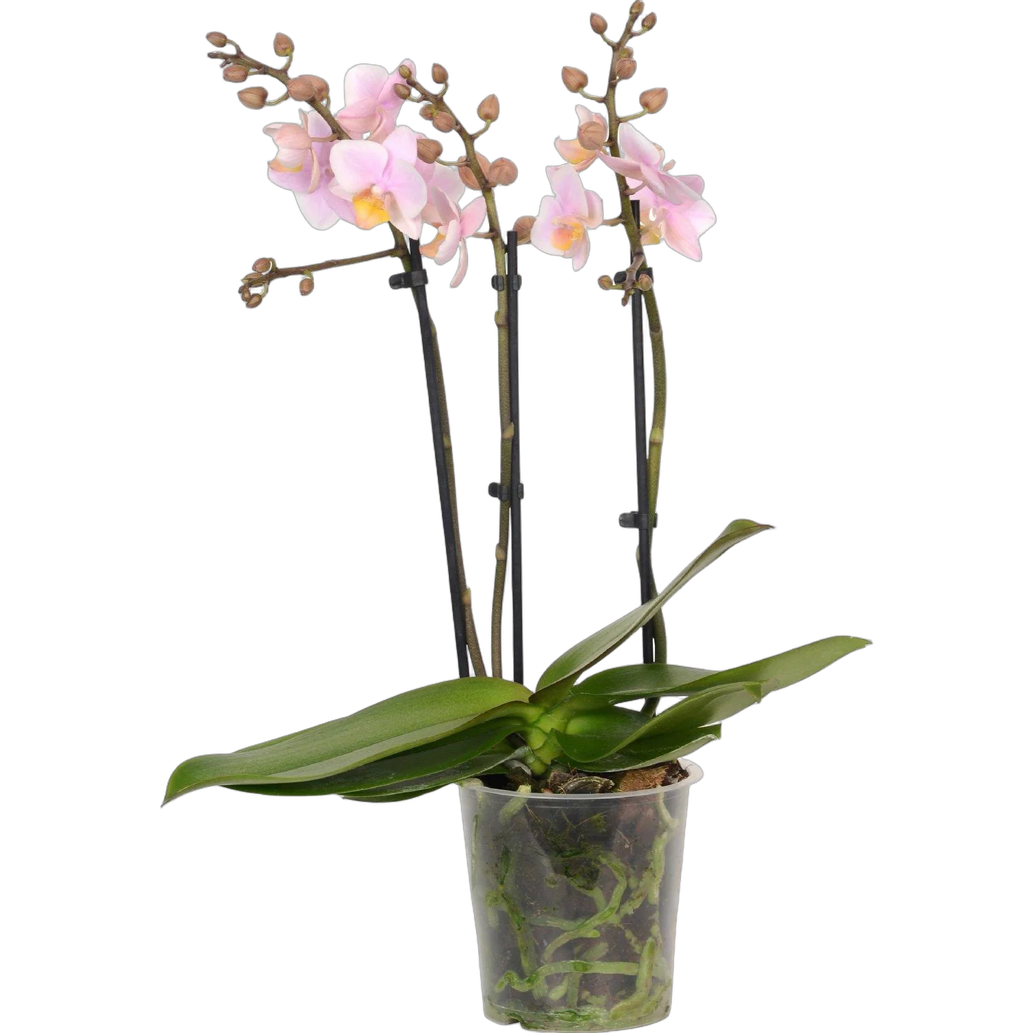 Фаленопсис мини 2 цветоноса - Phalaenopsis Philadelphia  D9 H15