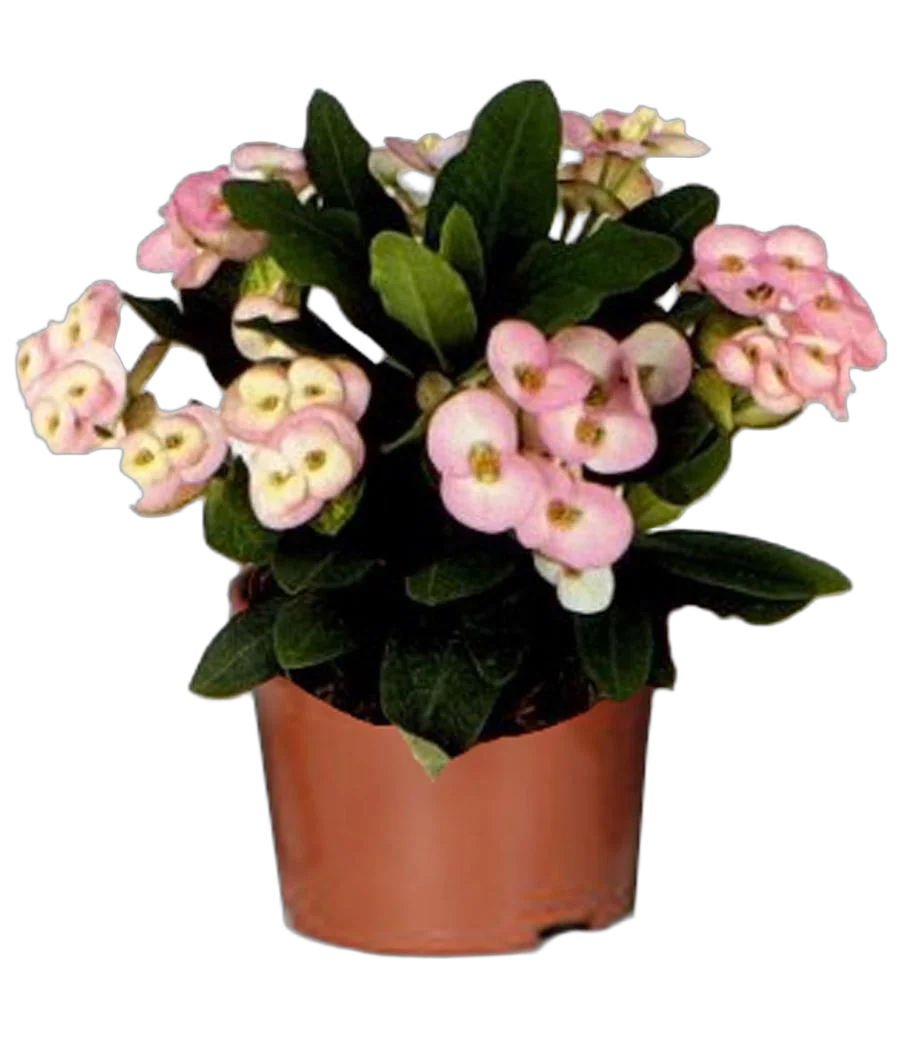 Эуфорбия Миля кремовая - Euphorbia Milii D12 H25