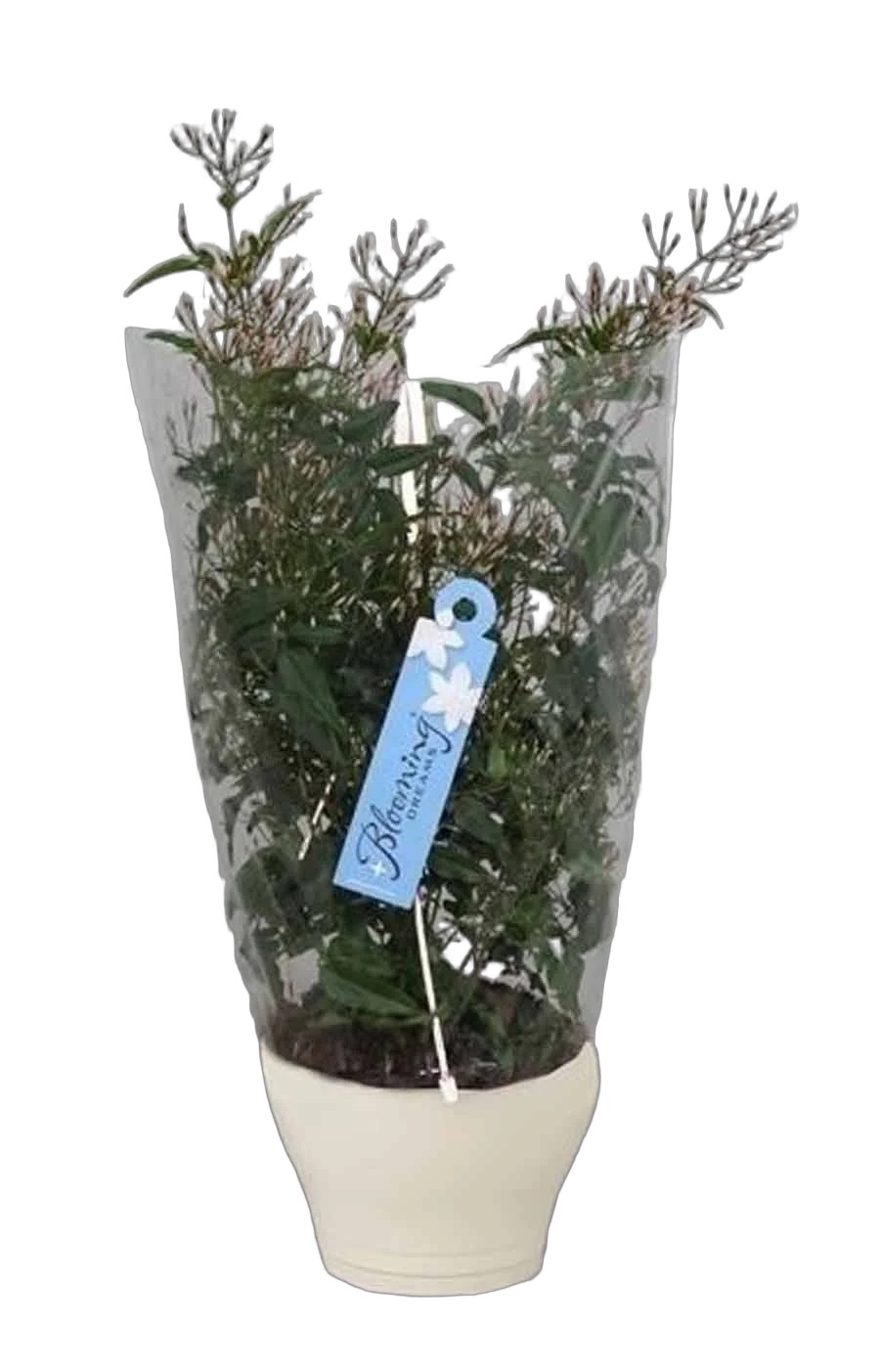 Жасмин многоцветковый - Jasminum polyanthum D17 H50