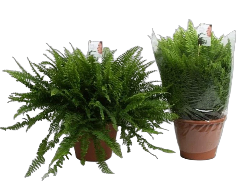 Нефролепис Соната - Nephrolepis exaltata sonata  D18 H50