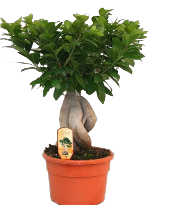 Бонсай Фикус Микрокарпа - Bonsai Ficus Ginseng D15 H40