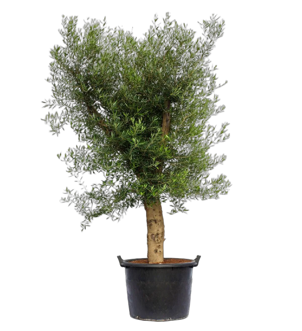 Оливковое дерево, маслина европейская - Olea europaea H55 H260