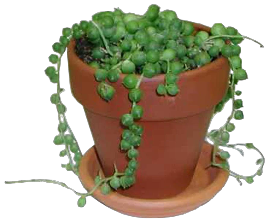 Крестовник Рощлеянус  (крестовник Роули) - Senecio Rowleyanus Hanging D12 H30