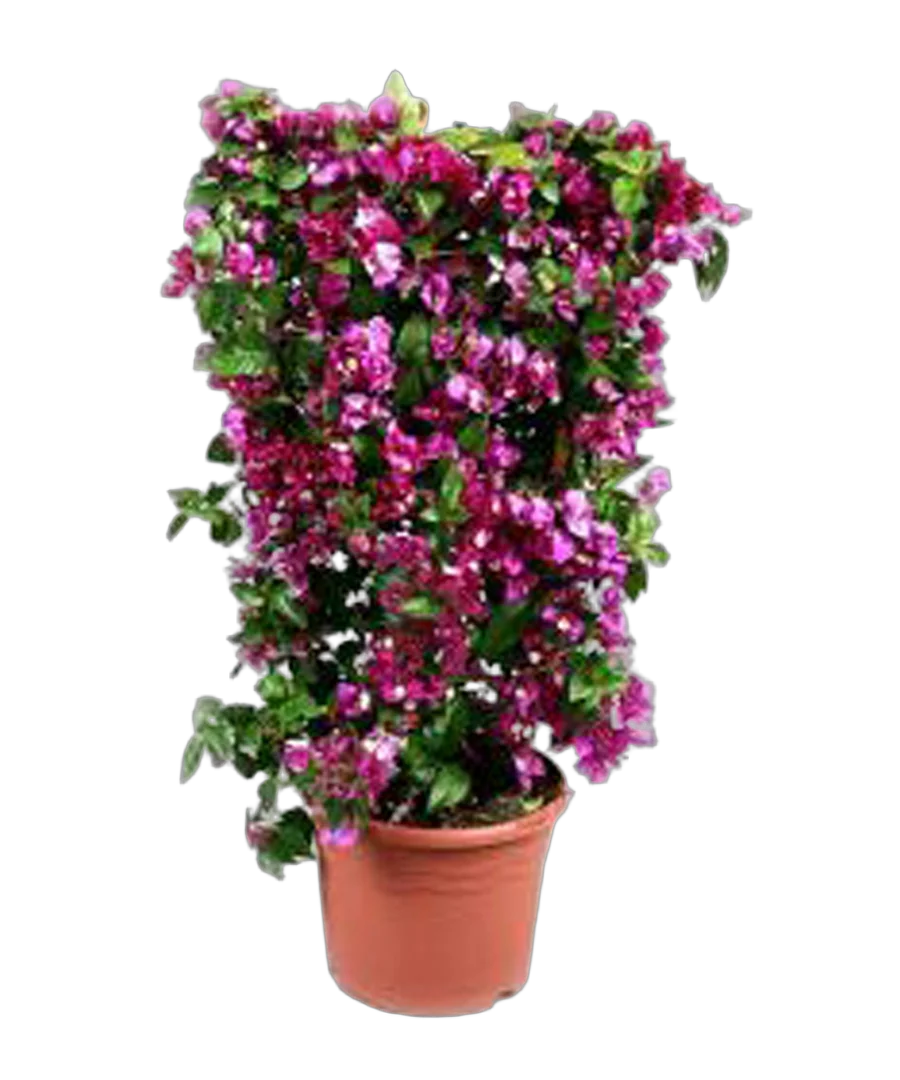 Бугенвиллея - Bougainvillea D30 H75