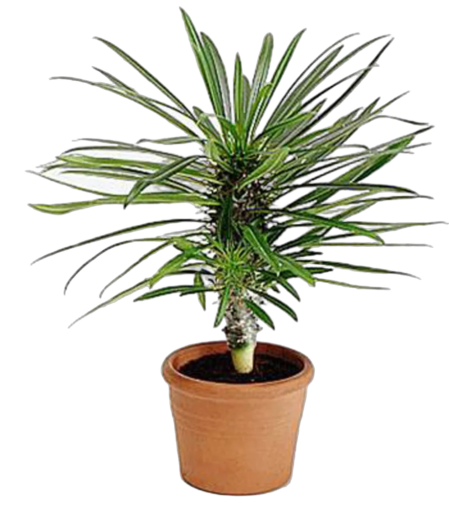 Пахиподиум Ламера или Мадагаскарская пальма - Pachypodium lamerei Drake  D18 H40