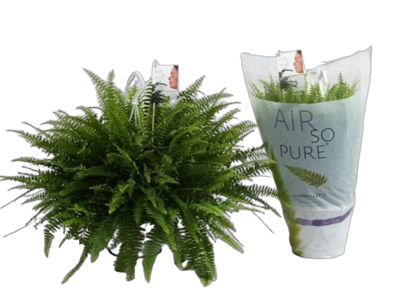 Нефролепис Виталь- Nephrolepis vitale D18 H50