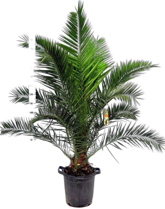 Пальма Финик Канарский - Phoenix canariensis D30 H225
