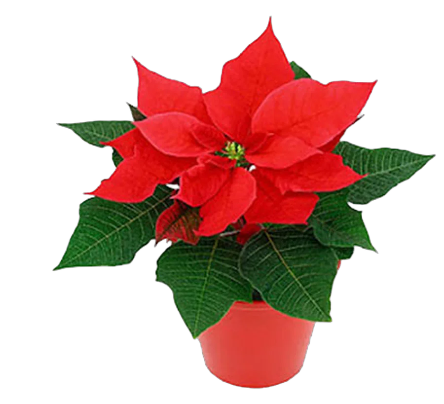 Пуансеттия (молочай красивейший) светло-красный - Euphorbia pulcherrima D10 H20