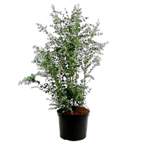 Эвкалипт Гунни Буш (Eucalyptus gunnii Bush) D21 H80