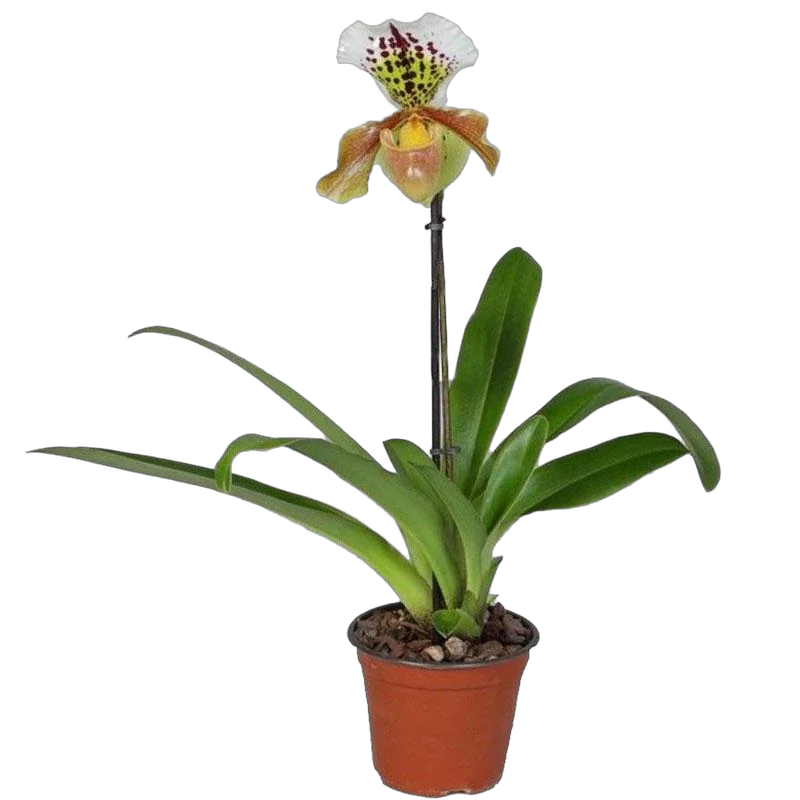 Пафиопедилум  - Paphiopedlium D12 H40