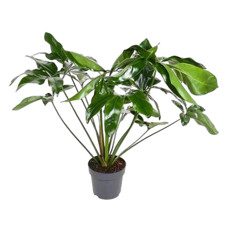 Филодендрон Грин Вондер - Philodendron Green Wonder D24 H90