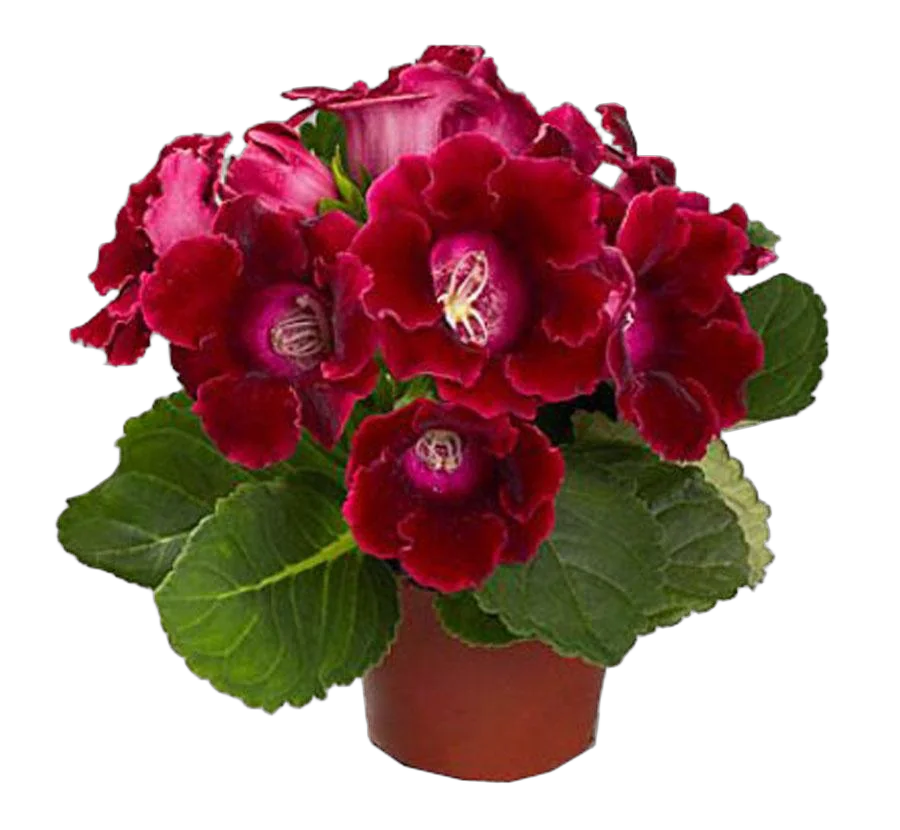 Глоксиния красная - Gloxinia D10 H22