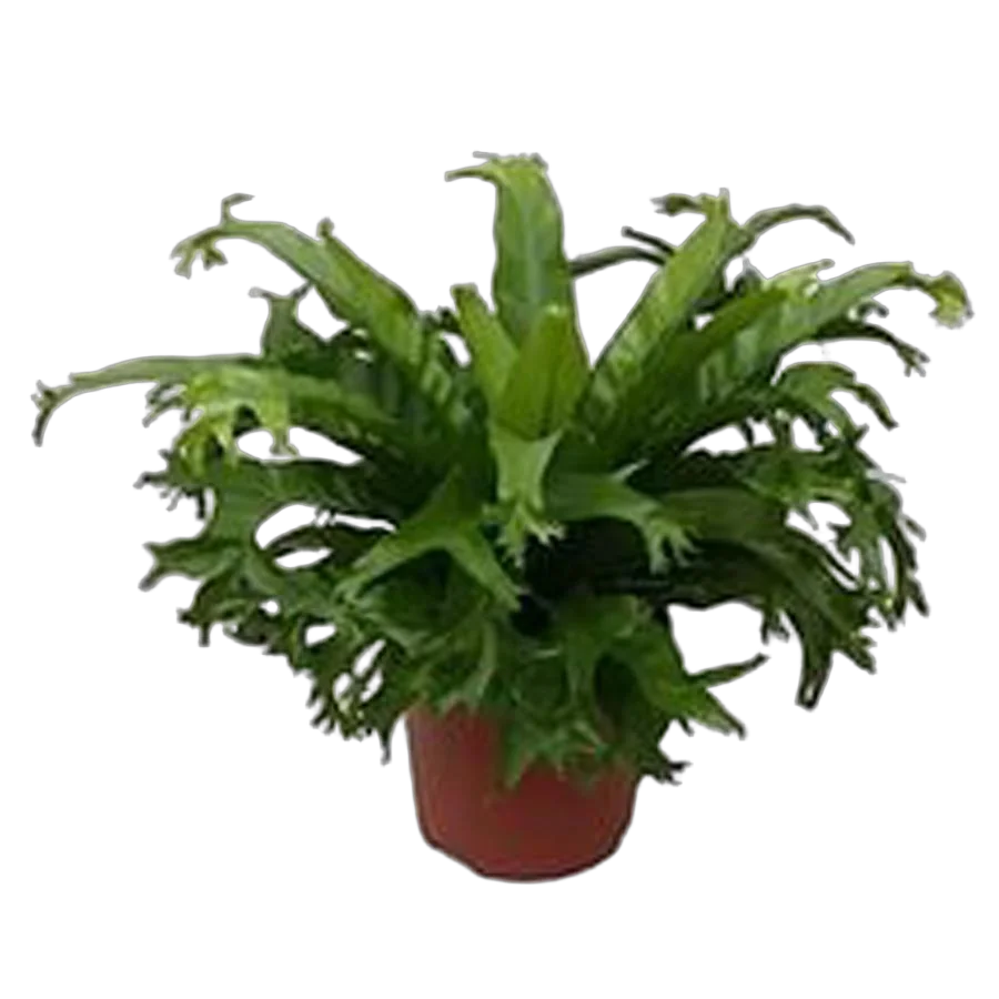 Асплениум гнездовой Crissie - Asplenium nidus Crissie D23 H65