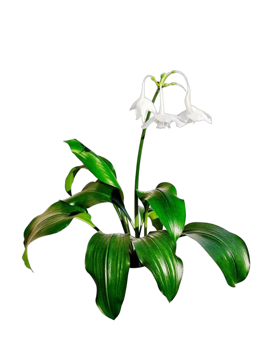 Эухарис - Eucharis D12 H35