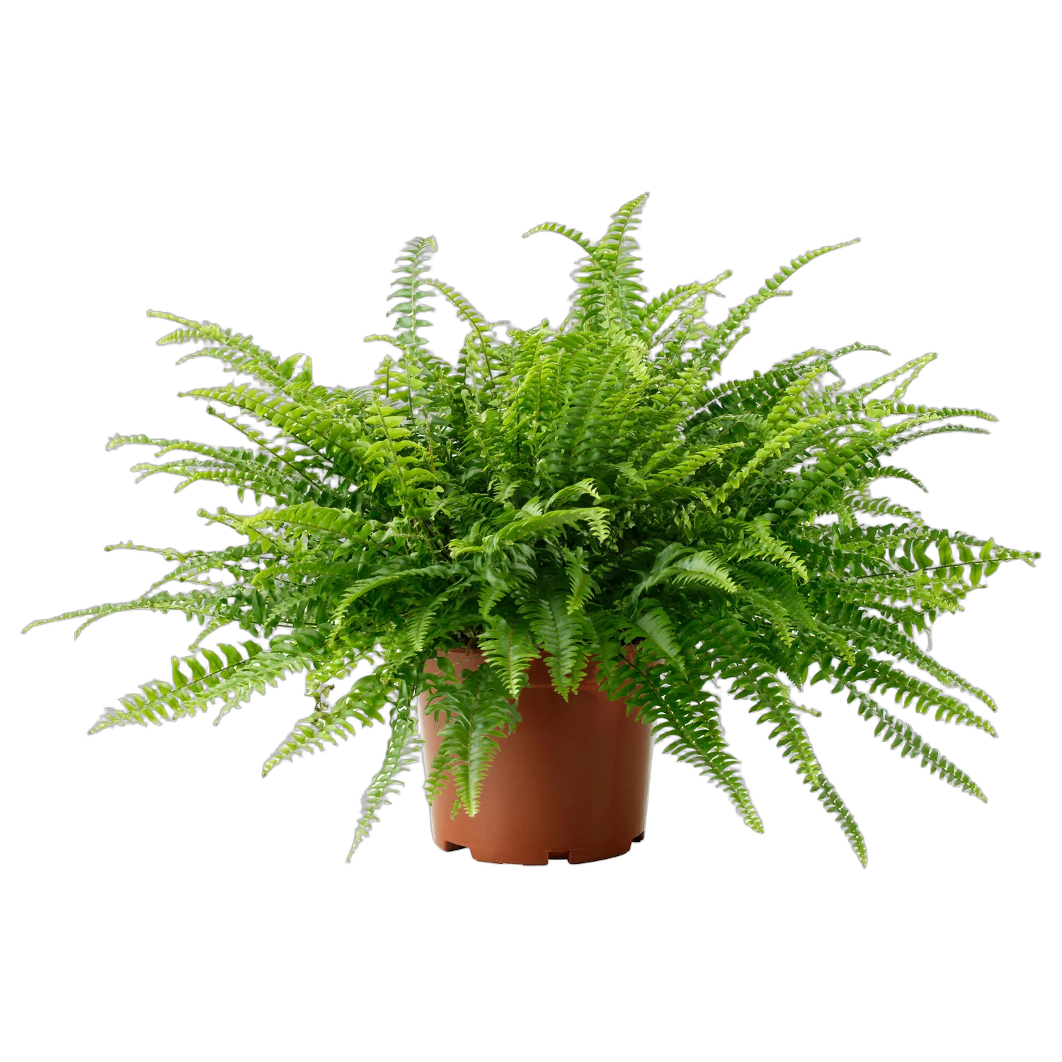 Нефролепис возвышенный Грин - Леди - Nehprolepis Green Lady D12 H40