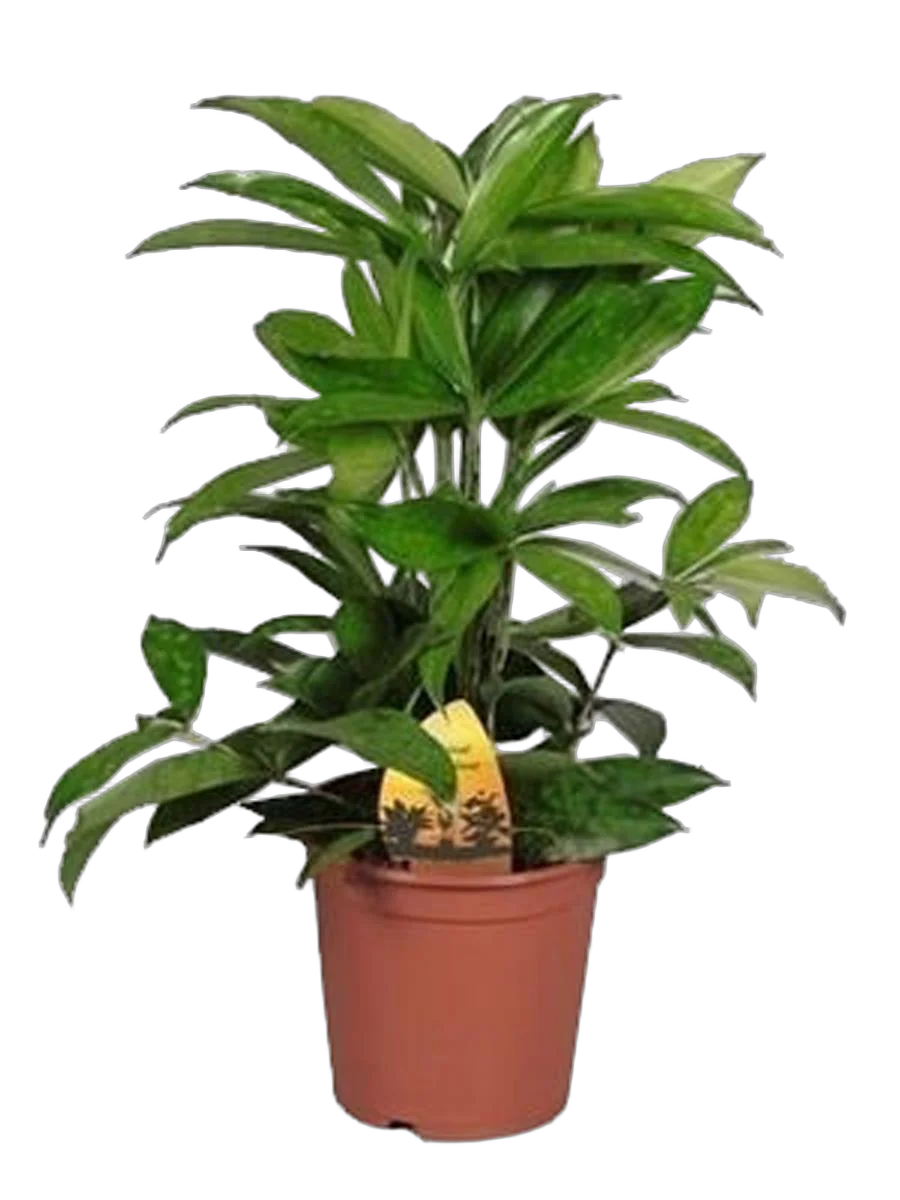 Драцена Годзеффа (Суркулоза) - Dracaena surculosa D18 H80