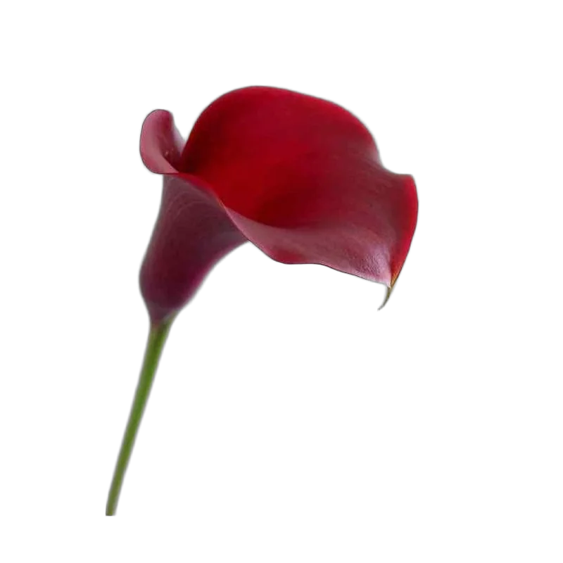 Калла (Zantedeschia) вишневая - Calla D12 H40