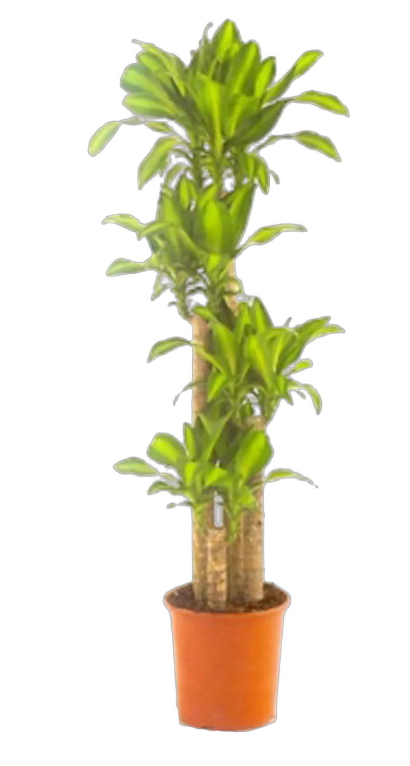 Драцена Массанжеана 4 ствола - Dracaena Massangeana D21 H100