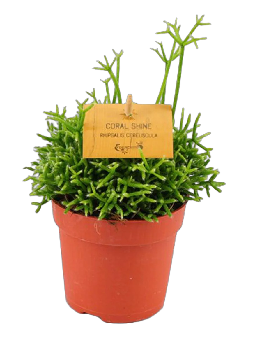 Рипсалис цереускула - Rhipsalis cereuscula coral shine D14 H20