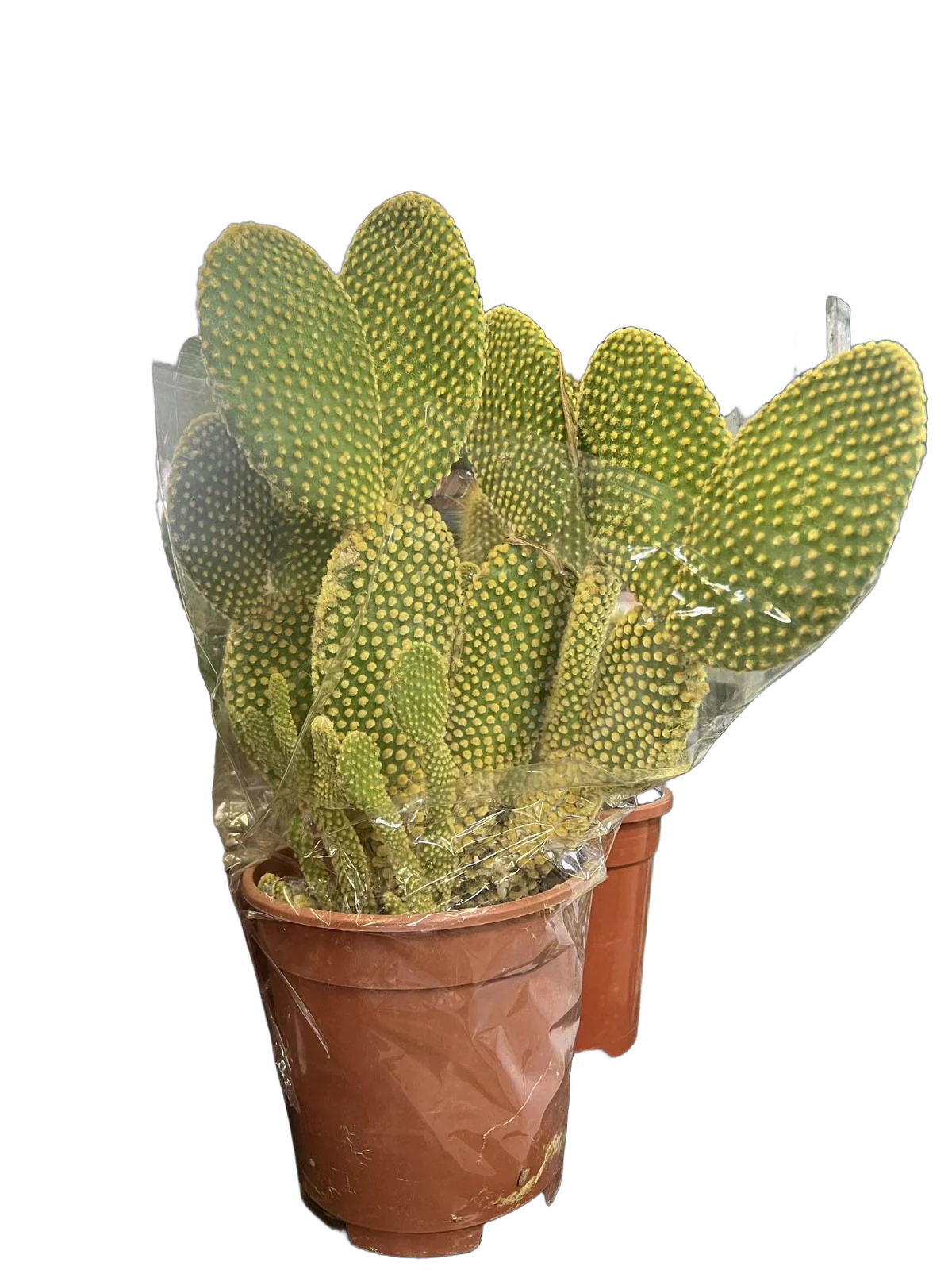 Опунция Мелковолосистая Паллида Кристата - Opuntia Microdasys Pallida Cristata D21 H40