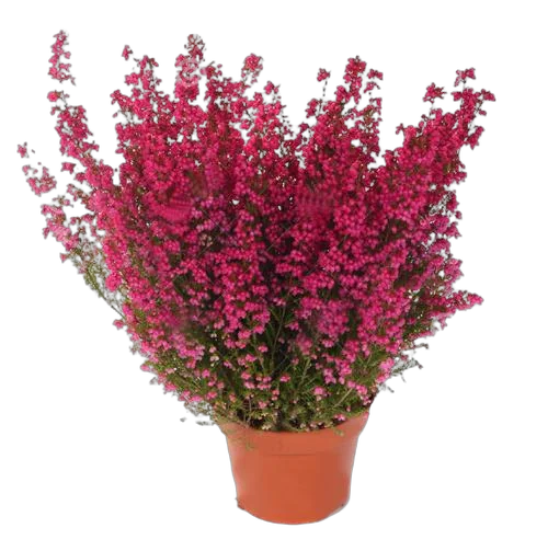 Вереск Эрика красный - Erica D13 H25