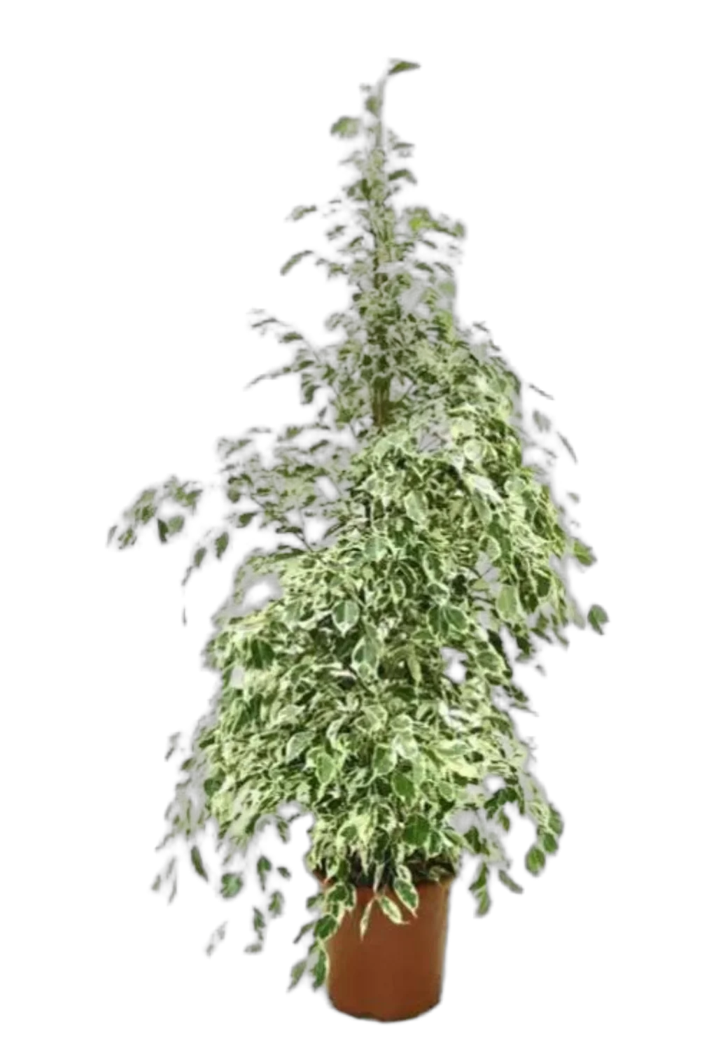 Фикус бенджамина Старлайт D30 H170