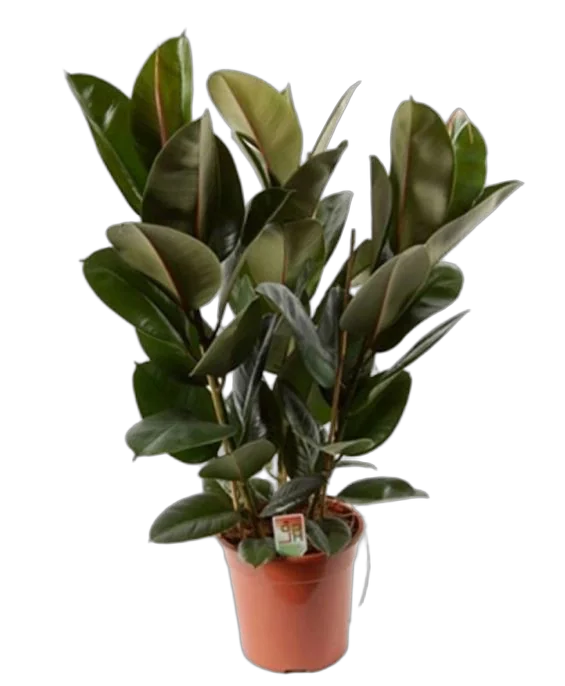 Фикус эластика Робуста - Ficus elastica Robusta D28 H100