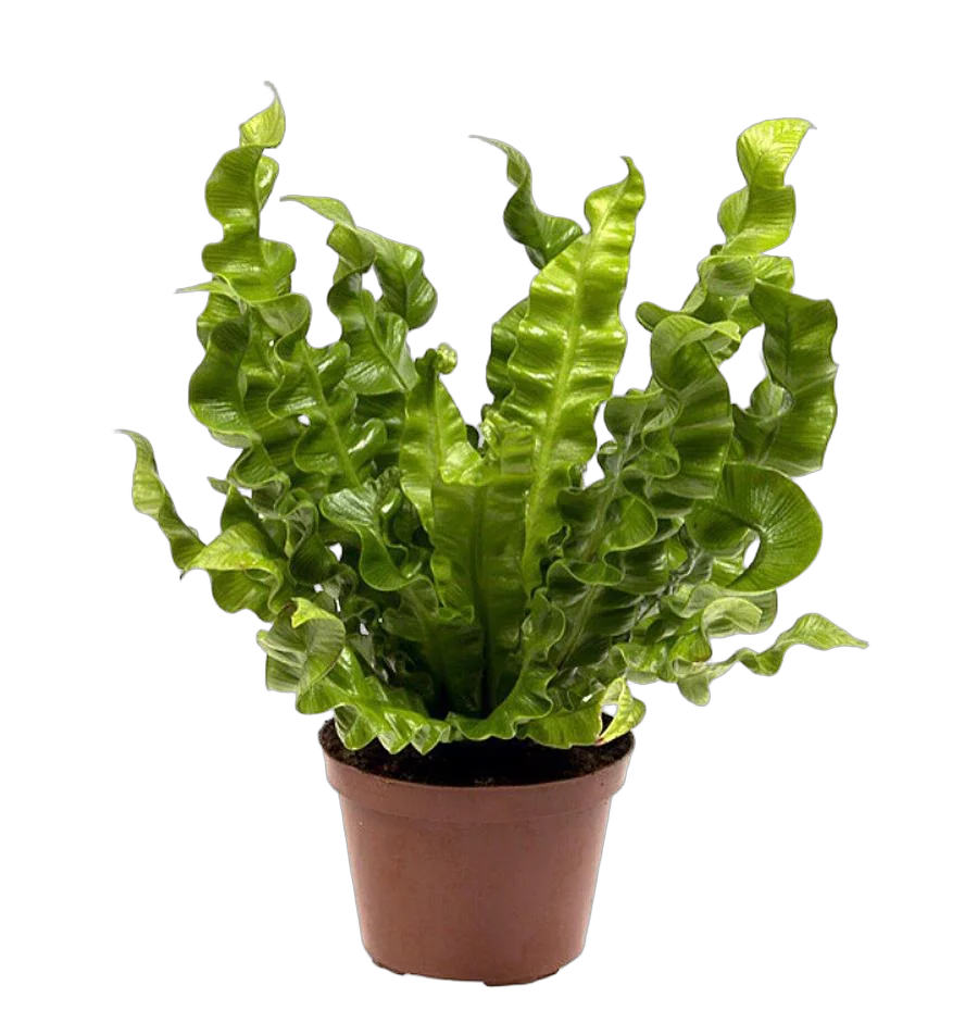 Асплениум Антикум Осака - Asplenium Antiquum Osaka D17 H40