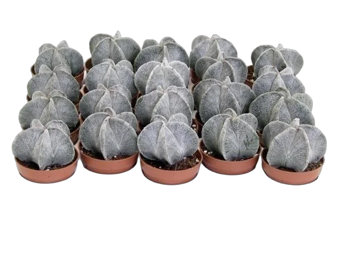 Астрофитум мириостигма - Astrophytum Myriostigma D5 H10