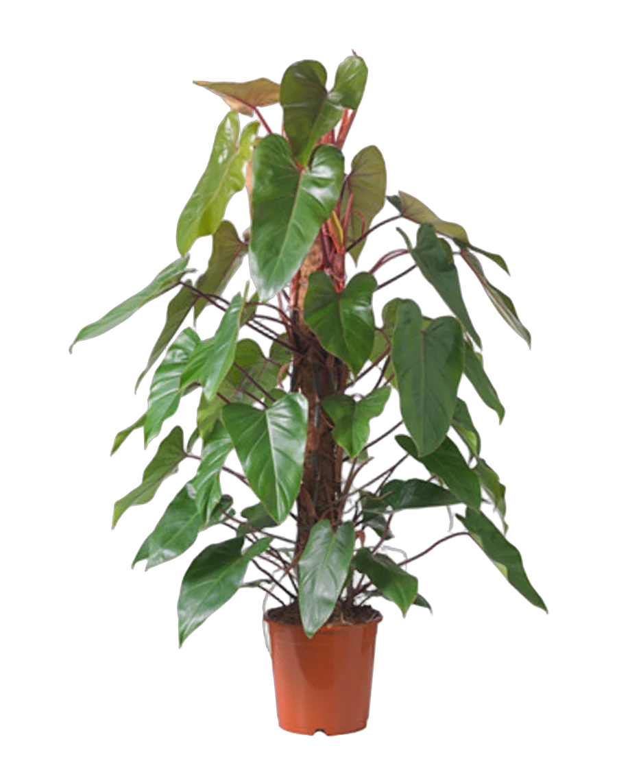 Филодендрон Ред Эмеральд - Philodendron Red Emerald  D24 H120