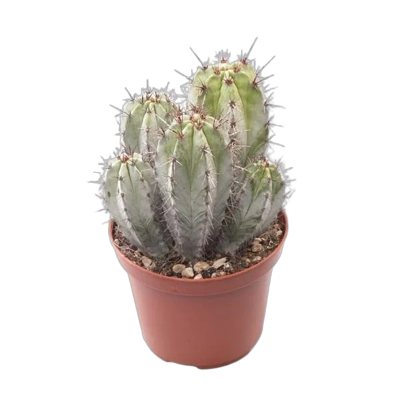 Полаския Чичипе - Polaskia chichipe cereus D12 H20
