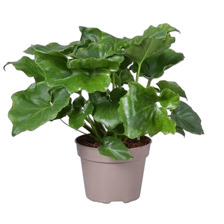 Филодендрон Селло - Philodendron Selloum D15 H45