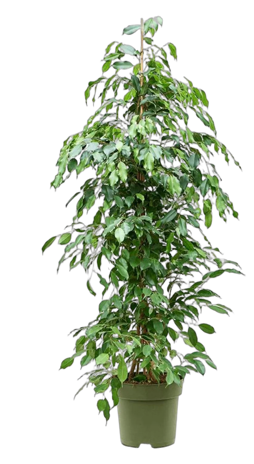Фикус Бенджамина Экзотика - Ficus benjamina Exotica D32 H170