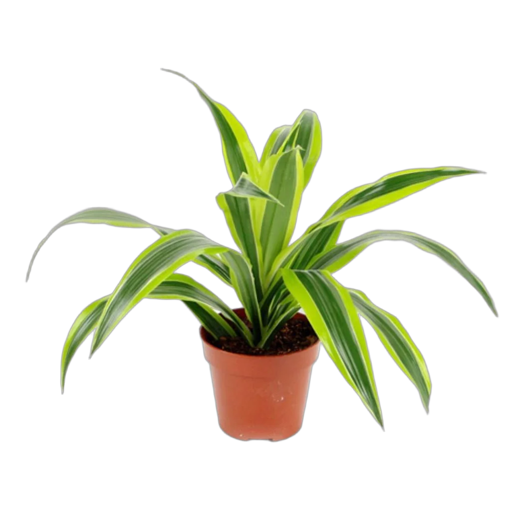 Драцена Лемон Лайм - Dracaena fr. Lemon Lime D9 H20