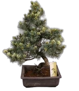 Сосна пестрая хвойный бонсай - Bonsai Pinus D25 H50