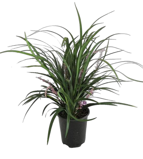 Лириопа - Liriope D13 H30