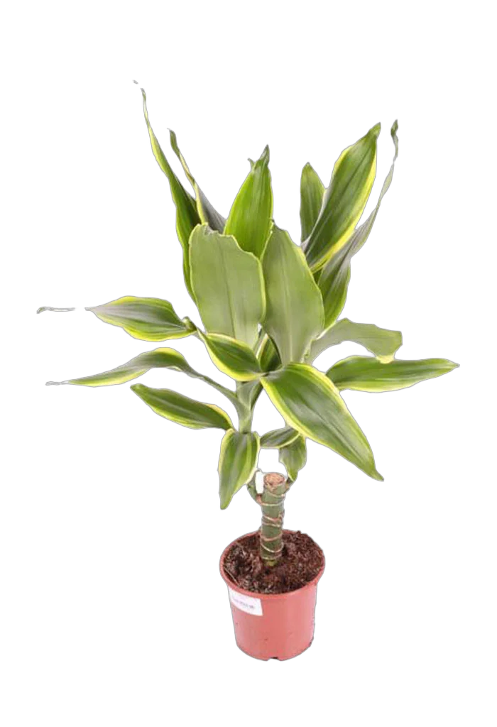 Драцена Фрагранс Голден Кост - Dracaena Fragrans Golden Coast D12 H40
