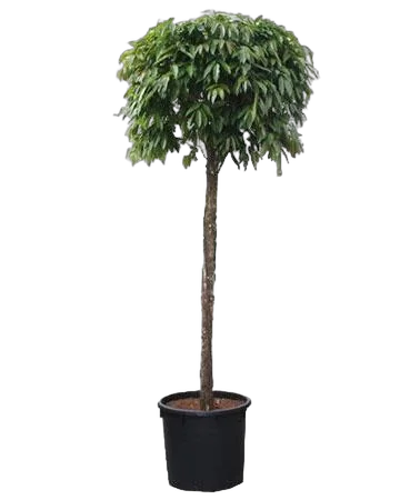 Фикус Амстел Кинг штамб -  Ficus Bin Amstel King On Stem D70 H400