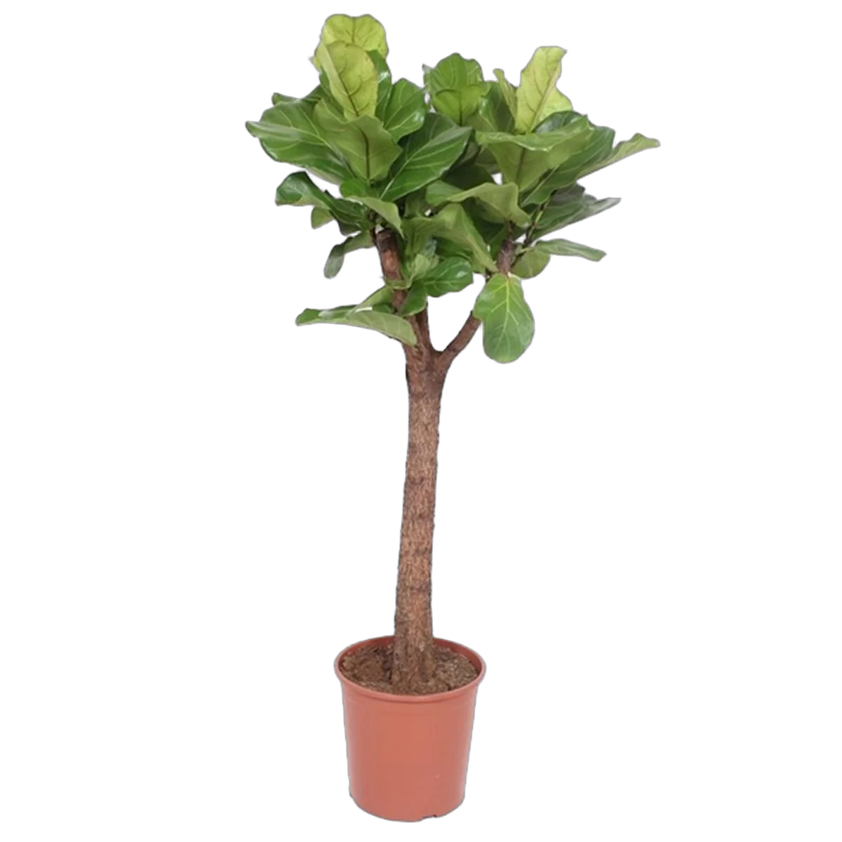 Фикус лирата штамб - Ficus Lyrata On Stem D30 H140