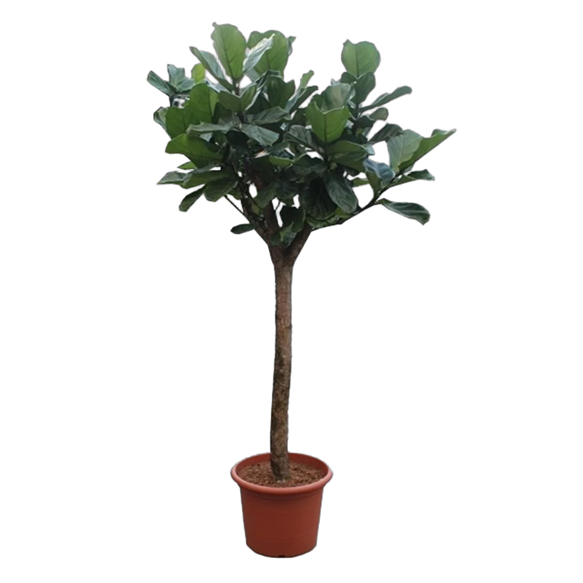 Фикус Лирата штамб - Ficus Lyrata On Stem D50 H270