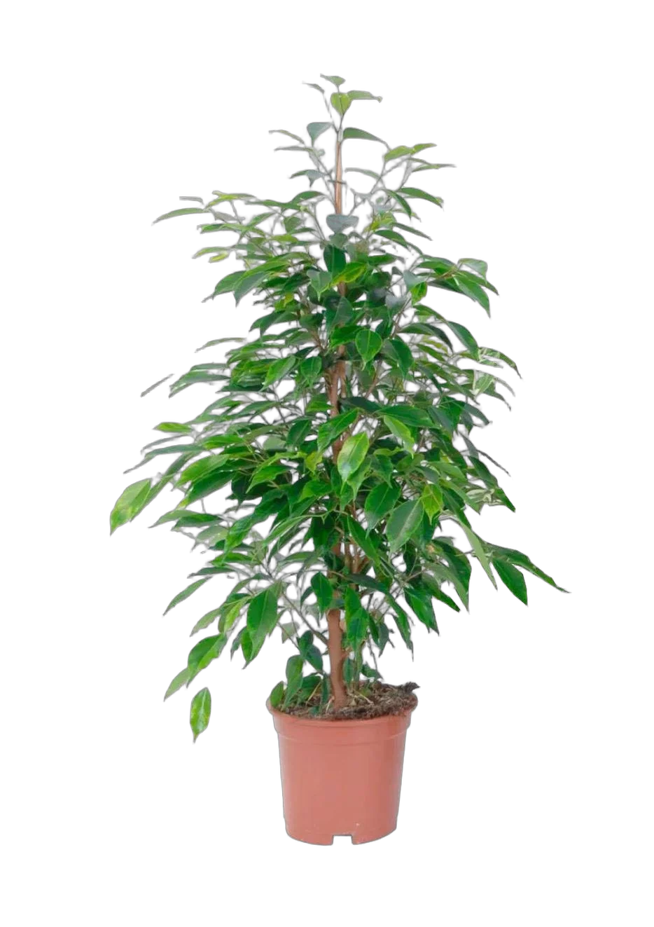 Фикус Бенджамина Экзотика - Ficus benjamina Exotica D17 H60