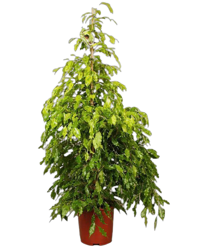 Фикус Бенджамина Голден Моник - Ficus benjamina Golden Monique D27 H150