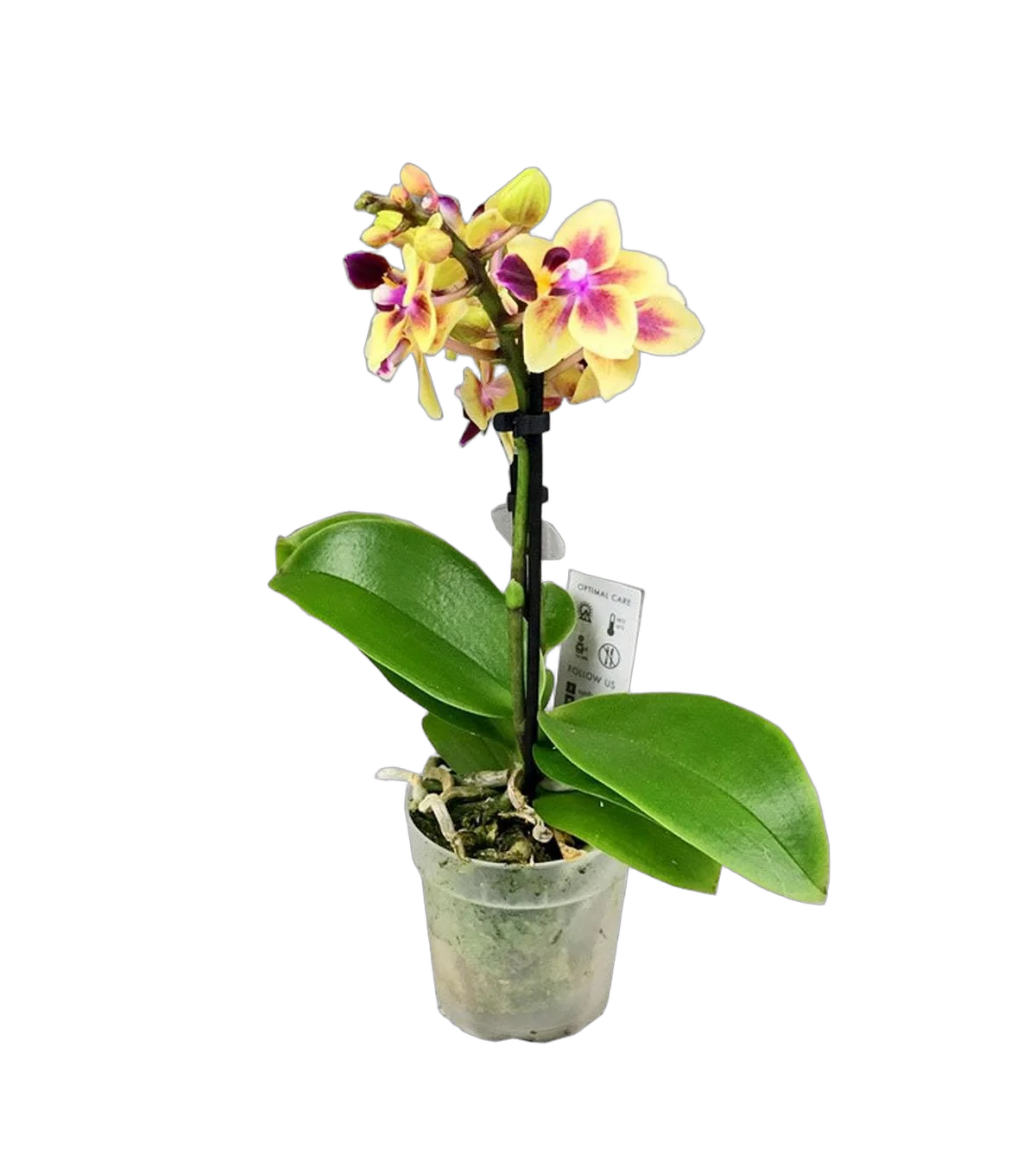 Фаленопсис мини 1 цветонос - Phalaenopsis D9 H20