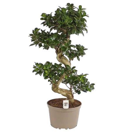 Бонсай Фикус Микрокарпа - Bonsai Ficus Ginseng D24 H80